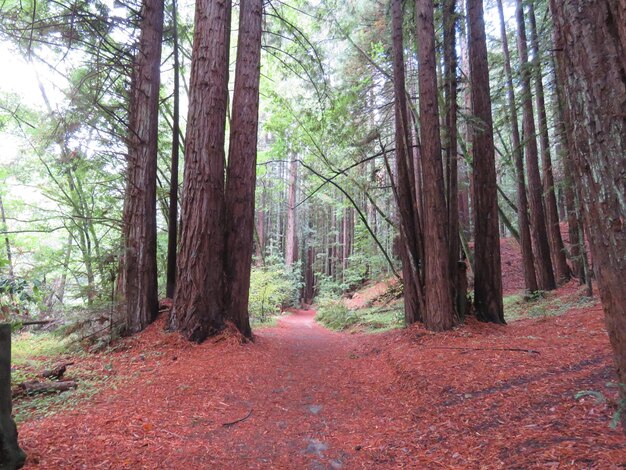 Foto strada tra gli alberi nella foresta