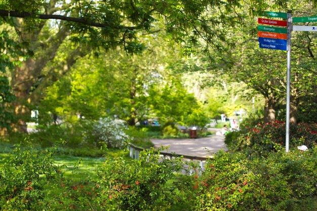 Foto strada tra alberi e piante in città