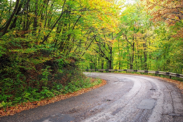 Strada nella foresta autunnale colorata. composizione della natura