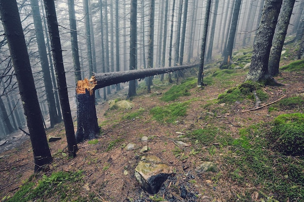 Road in a coniferous forest in the mountains