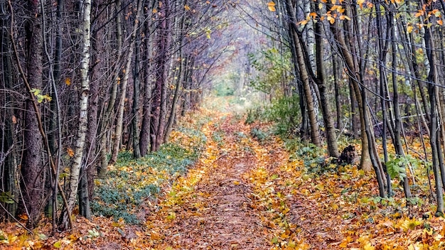 The road covered with fallen leaves in the autumn forest