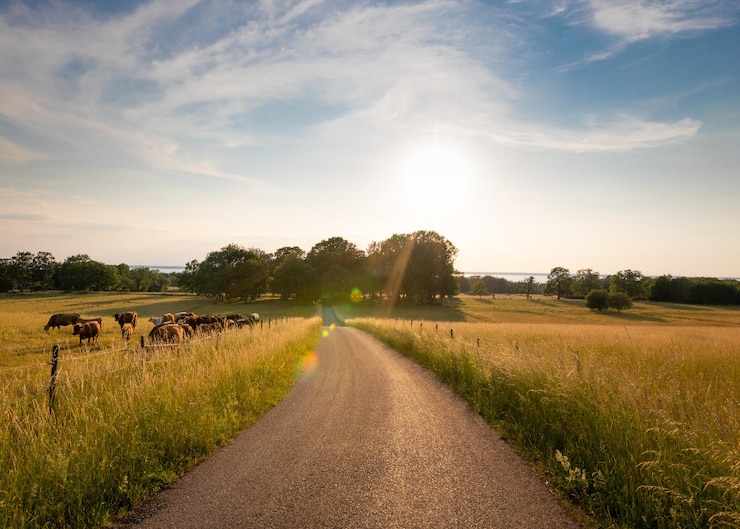 Photo a road crossing the fields in a summer landscape