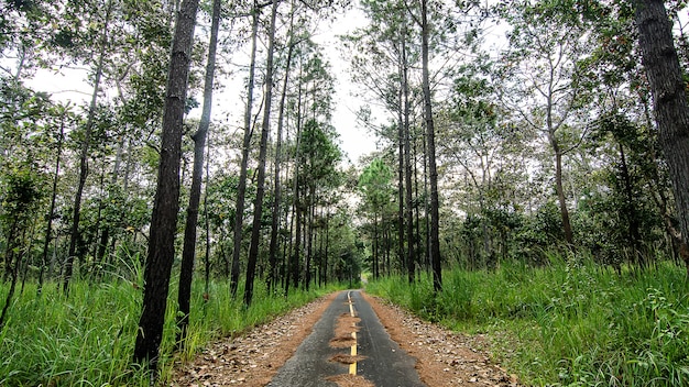 Road Cuts Through Redwood Forest in Thailand