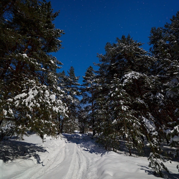 The road in deep snow in the pine forest