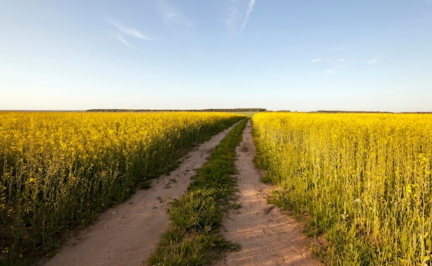 The road to a field