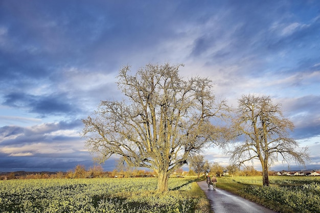 road in the field