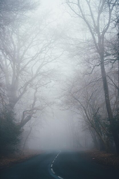 A road in the fog with trees on both sides