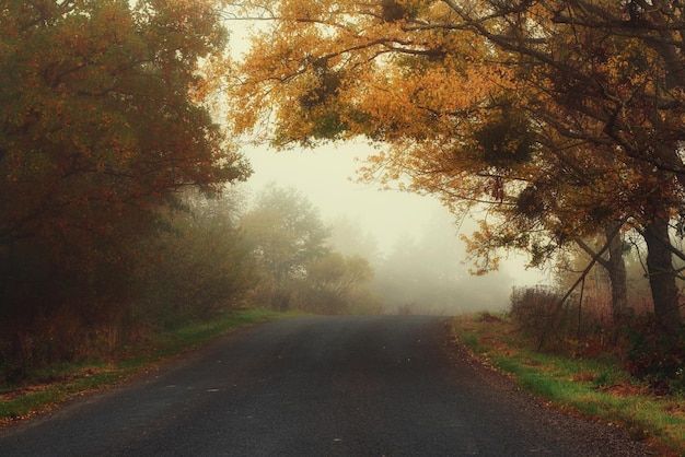 Road to the fog