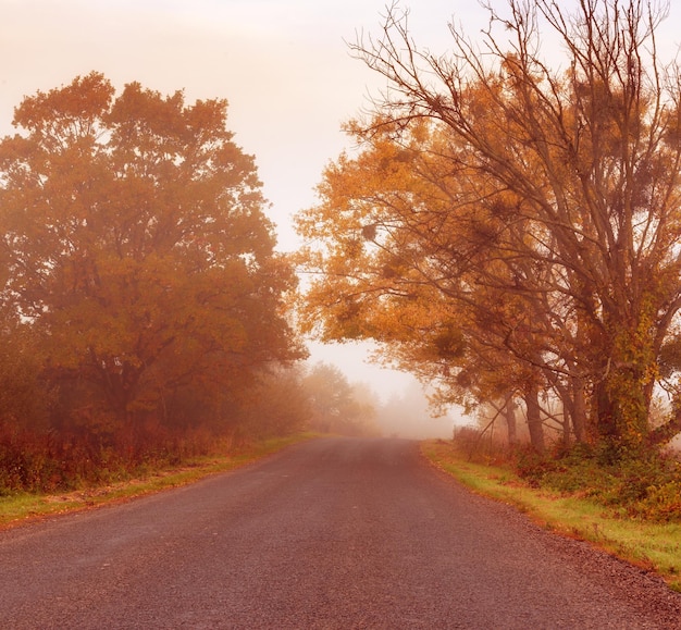 Road to the fog