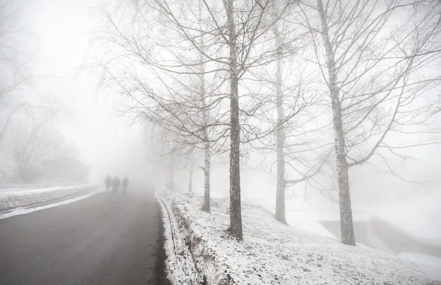 Road in foggy forest