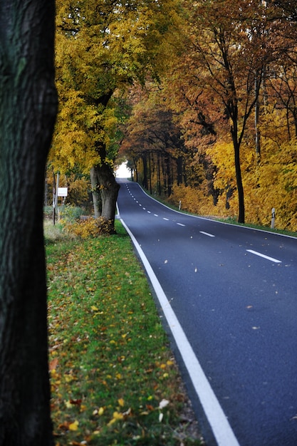 森林の道路、秋