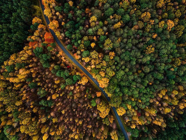 가을 시즌 구불구불한 도로 공중 드론 보기에서 숲의 화려한 단풍과 나무의 도로