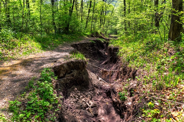 Road in the forest destroyed by a flood