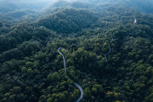 Road and forest at dusk