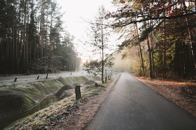 Road in the forest on a foggy day