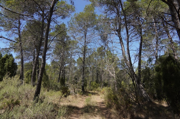 The road to the forest is lined with pine trees.