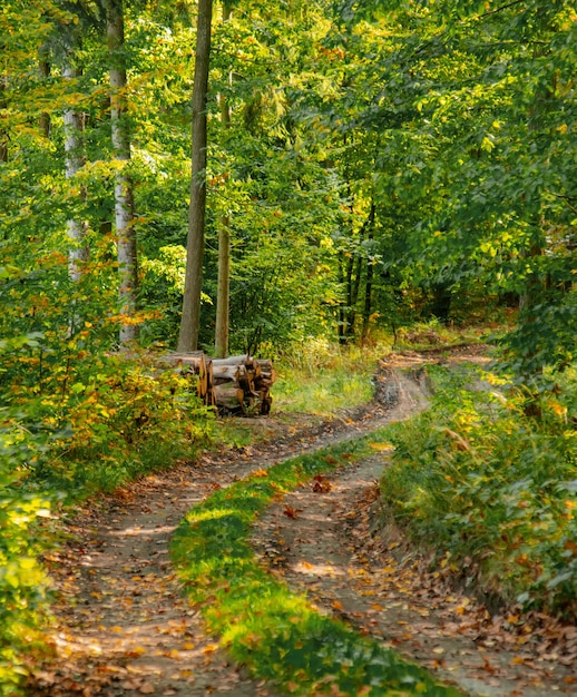 Road in a forest of Lower Silesia, Poland