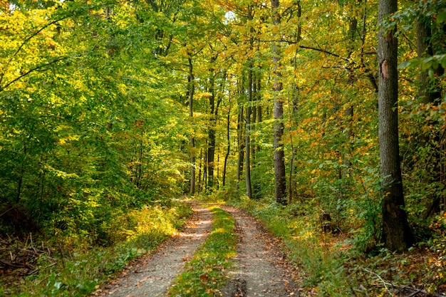 Road in a forest of Lower Silesia, Poland