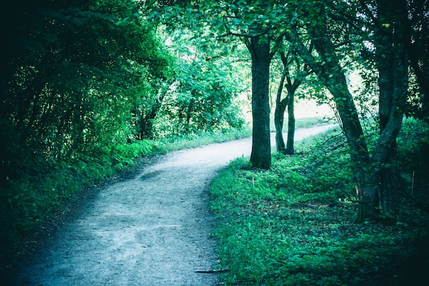 Road in the forest park in the spring