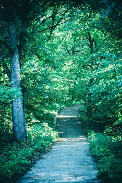 Road in the forest park in the spring