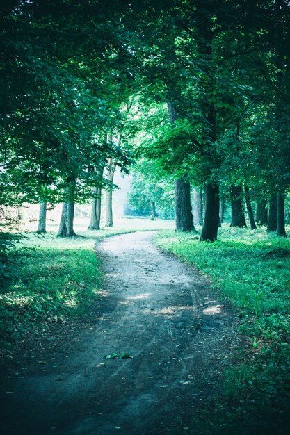 春の森林公園の道