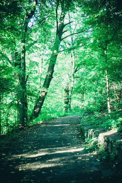 Road in the forest park in the spring