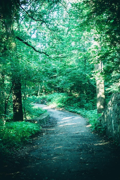 Road in the forest park in the spring