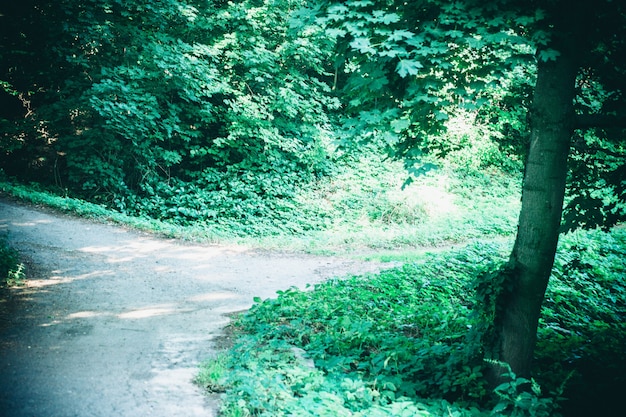 Road in the forest park in the spring