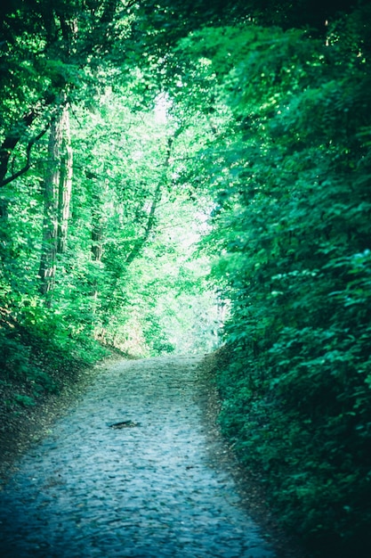 Road in the forest park in the spring