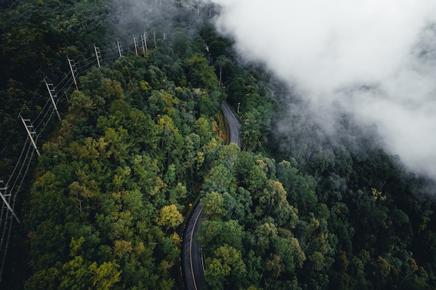 Road in the forest rainy season nature trees and fog travel