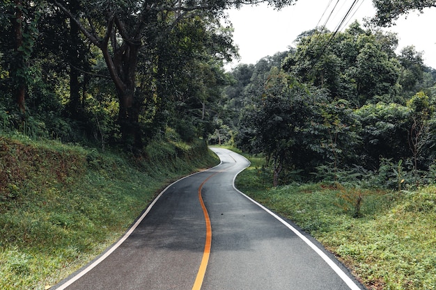 Road in the forest rainy season nature trees and fog travel