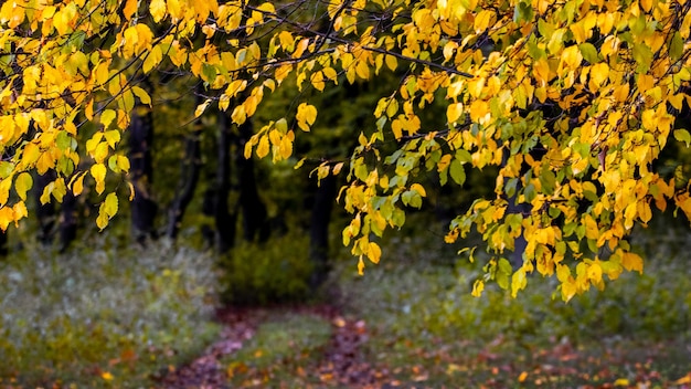 Road in the forest among the trees with yellow autumn leaves