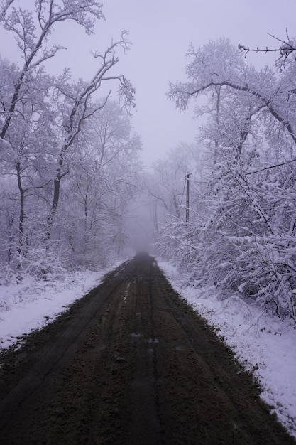 Road in the forest winter time snow scene