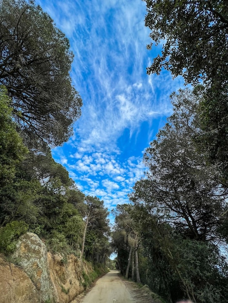 Road between forest with blue sky with white clouds