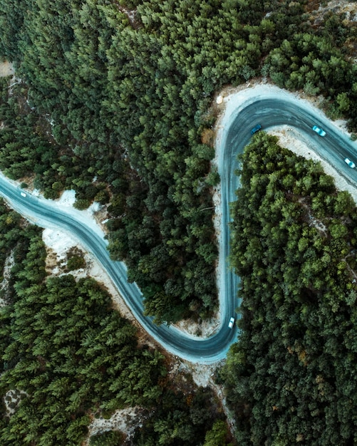 Foto una strada nel bosco attraversata da un'auto