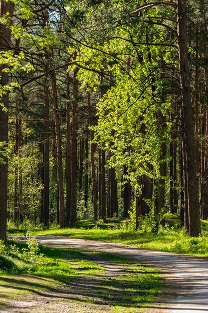 A road in the forest with green trees and the sun shining on the ground