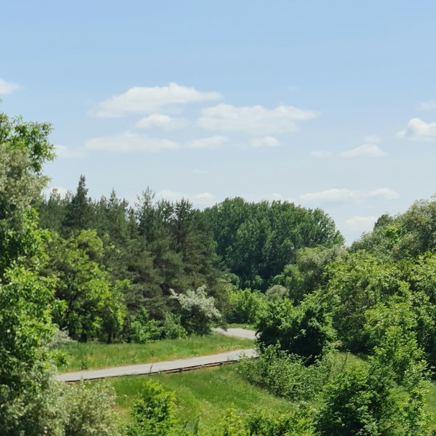 A road in a forest with trees and a blue sky