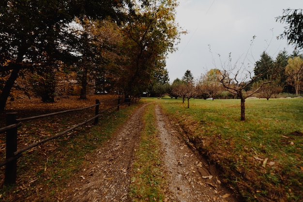 Foto strada nella foresta