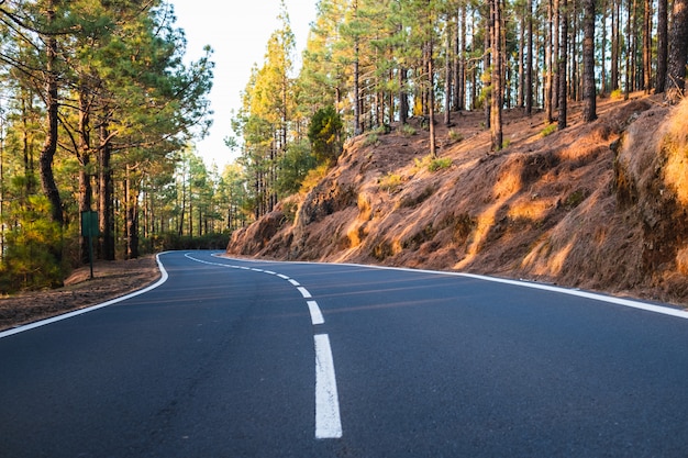 Photo road in forest