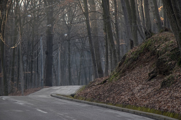 Foto strada nella foresta