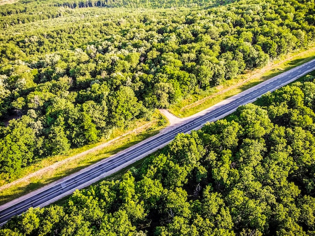 Road and forest