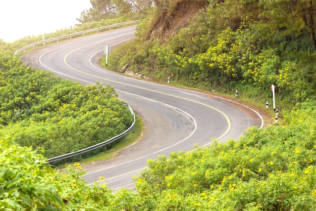 森の中の道路