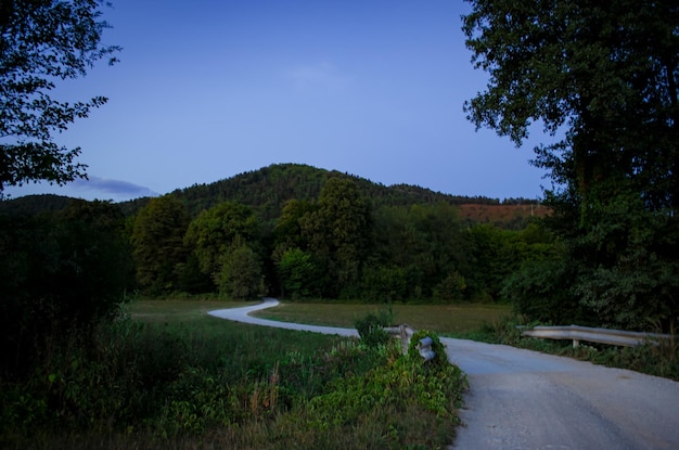 Photo road in the forest