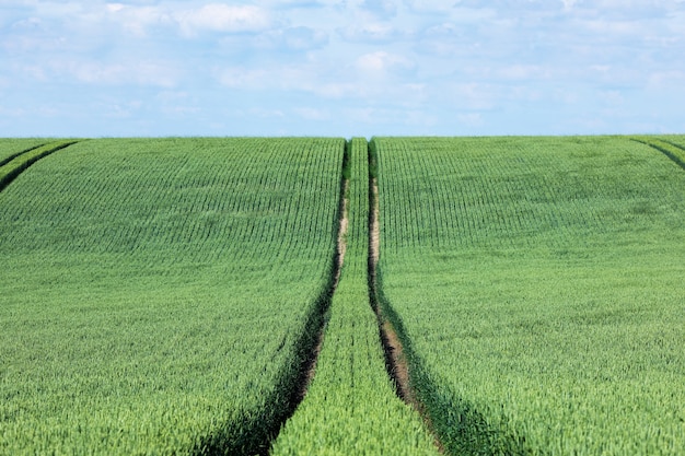 Road from agricultural machinery in a wheat field.