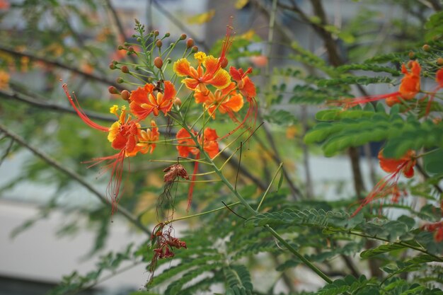 Foto il giardino della strada