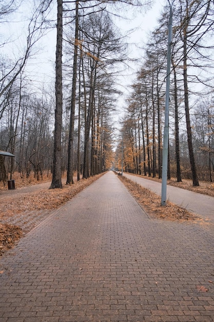 黄色い針を持つ針葉の木のある街の秋の公園で遠くへ向かう道路