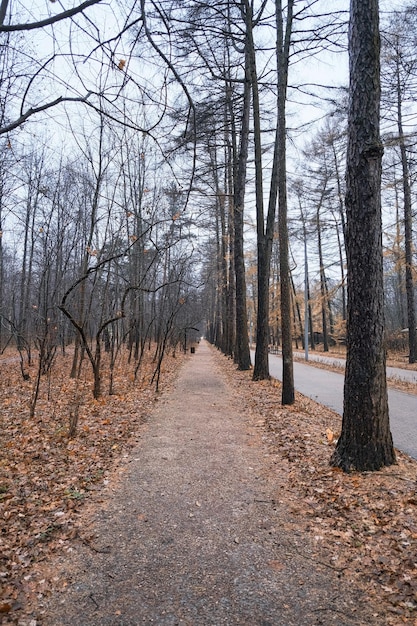 road going into the distance in a city autumn park with coniferous trees with yellow needles