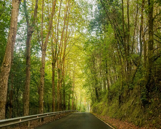 秋に森に入る道