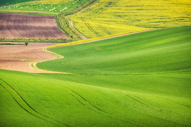 Road in the green field waves