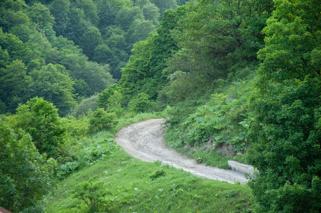 녹색 산의 길